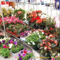 Pot plants for sale at Marché Saxe-Breteuil 